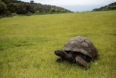Jonathan la tortue,au moins 185 ans, sur la pelouse de la demeure du gouverneur de l'île de Sainte-Hélène, le 20 octobre 2017