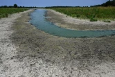 Un étang asséché, le 22 juillet 2019 à Villars-les-Dombes, dans l'Ain
