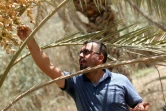L'agriculteur irakien Raed al-Jubayli surveille les fruits de ses palmiers dattiers à Bassora le 31 août 2018