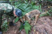 Photo diffusée par l'armée colombienne le 17 mai 2023 d'un soldat et de son chien renifleur pendant les recherches à Solano, pour retrouver quatre enfants disparus dans la jungle, après le crash d'un petit avion dans lequel ils voyageaient