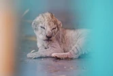 Un lionceau dont la mère a été sauvée par une ONG, l'organisation "Four Paws" (Quatre Pattes), le 14 août 2017 dans une réserve pour animaux à Amman en Jordanie
