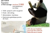 Le panda géant n'est plus "en danger"