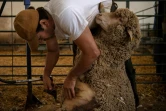 Tonte des moutons à l'école de bergers de Cooprado, le 13 mai 2022 à Casar de Caceres, en Espagne