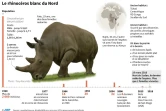 Le rhinocéros blanc du Nord 