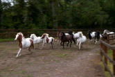 Des chevaux du refuge "30 Millions d'Amis", le 9 septembre 2021 à Bannegon, dans le Cher