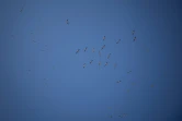 Un vol de pélicans au-dessus du parc national des Lagunes de Touzly, le 28 août 2022 en Ukraine
