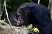 Le chimpanzé Ponso, le 18 août 2017 sur l'île aux chimpanzés, à Grand-Lahou, en Côte d'Ivoire