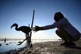 Un volontaire a "bagué" un poussin flamant rose le 5 août 2020 à Aigues-Mortes, près de Montpellier