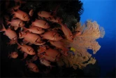Championnat du monde 2007 de photo sous marine
Photo Carlos Minguell Banos (Espagne - champion du monde)