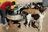 Un Palestinien nourrit ses bêtes le 10 octobre 2016 dans le petit village bédoin de Wadi Abou Hindi