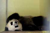 En dehors de Chine, seuls 19 parcs zoologiques dans le monde possèdent des pandas.