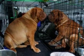 Deux Dogue de Bordeaux attendent les résultats au concours canin du Westminster Dog Show, le 13 juin 2021
