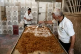 Des syriens, membres de la Fondation Adala, une ONG locale, mélangent de la paille et du plâtre pour cultiver des champignons dans la ville assiégée de Douma, à l'est de Damas, le 2 août 2017