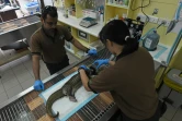 Des vétérinaires examinent un pangolin blessé à Singapour, le 14 décembre 2018