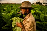 Un homme récolte des feuilles de tabac dans une plantation de Viñales, dans la province de Pinar del Rio, à Cuba, le 18 janvier 2022