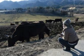 Des vaches broutent de l'herbe encore contaminée, près de Namie, le 11 février 2016, dans la région de Fukushima, 5 ans après la catastrophe nucléaire