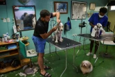 Des chiens se font toiletter au salon canin Don Silver, le 1e octobre 2020 à La Havane, à Cuba