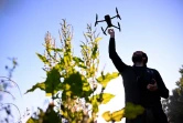 Cédric Petit, fondateur de l'association "Sauvons Bambi", utilise un drone pour repérer les faons près de Namur, dans le centre de la Belgique, le 24 juin 2024