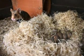 Un grand hamster d'Alsace et sa progéniture, à Jungholtz, le 23 juillet 2020