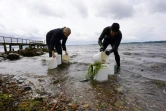 Des bénévoles préparent des pousses de zostères qui seront plantées dans le fjord de Vejle, au Danemark, le 9 juin 2024