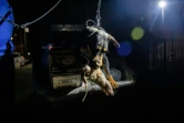 Le chien terrier Rommel tient un rat mort dans sa gueule après l'avoir attrapé dans une poubelle de Manhattan, le 14 mai 2021 à New York