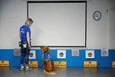 Pokaa, un chien renifleur de Covid-19, avec son éducatrice devant des boîtes contenant des échantillons test, à l'Ehpad La Roselière de Kunheim  dans le Haut-Rhin, le 2 août 2021