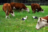 Des vaches paissent une prairie près de Varsovie, le 18 août 2013