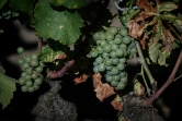 Des feuilles de vigne en manque d'eau au Château Picque Caillou, le 2 août 2022 à Mérignac, près de Bordeaux