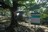 L'entrée de la forêt de Massane (Pyrénées-orientales), le 30 juillet 2021 qui vient d'être classée au patrimoine mondial de l'Unesco