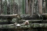 Des macaques dans les vestiges du temple d'Angkor Wat, le 7 juillet 2022 à Siem Reap, au Cambodge
