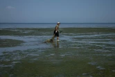 Le scientifique Ivan Roussev emmène dans un filet un dauphin mort retrouvé sur une plage du parc national des Lagunes de Touzly, le 28 août 2022 en Ukraine