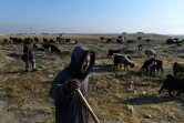 Des bergers conduisent leur troupeau de moutons sur les terres bûlées près de Mazar-i-Sharif, le 28 novembre 2019 en Afghanistan
