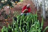 Le Libanais Hassan Trad inspecte des fruits du dragon dans une ferme près du village de Kfar Tibnit, le 22 novembre 2021