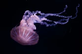 Les méduses, qui font partie des premiers habitants de la planète, vivent aujourd'hui dans toutes les mers et océans et à toutes les profondeurs, jusqu'aux abysses