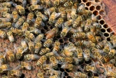 Une reine (C) entourée par des abeilles ouvrières dans une ferme d'apiculture à Chamkanni, à la périphérie de Peshawar, le 4 février 2025 au Pakistan