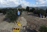 Des femmes récoltent des olives dans le village de Mornag, près de Tunis, le 6 novembre 2015