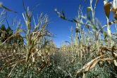 Des plants de maïs souffrent de la sécheresse à Bonnetable le 5 août 2020