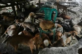 Des chiens errants au refuge Thabarwa, le 4 juillet 2019 dans les environs de Rangoun, en Birmanie