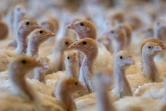 Des dindonneaux dans la ferme du couple Bauer, dans le village de  Weibern, le 16 décembre 2020
