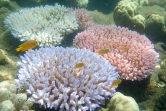 Photo fournie le 19 avril 2018 par le Centre ARC pour l'étude de la Grande Barrière de corail montrant le blanchissement de corail