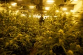 Un policier catalan pendant un raid contre une plantation illégale de cannabis à Martorell, dans la banlieue de Barcelone, le 6 octobre 2020