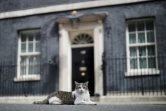 Le chat Larry tranquillement installé devant le 10 Downing Street, le 10 juillet 2019