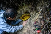 A mains nues Yip Ki-hok, retire un rayon de cire de miel d'un trou où prolifèrent des abeilles sauvages, dans les environs de Hong Kong le 14 février 2019