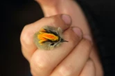 Un tout petit oiseau dans la main de l'ornithologiste polonais Jaroslaw Nowakowski, le 3 octobre 2015 près de Krynica Morska dans le nord de la Pologne