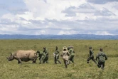 Des vétérinaires et des rangers s'activent autour d'un rhinocéros devant être transféré dans un autre parc, dans le parc national de Nakuru, au Kenya, le 7 juin 2025 