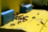 Des abeilles à l'entrée d'une ruche dans une ferme apicole, le 13 mai 2020 à Plasa, en Albanie
