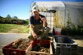 Géraud Laval montre ses gambas tropicales dans sa ferme aquacole, le 26 septembre 2023 à Idrac-Respailles, dans le Gers