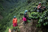 Des indigènes transgenres travaillent dans une plantation de café à Santuario, en Colombie, le 10 mai 2019