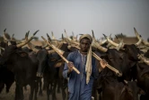 Un éleveur peul avec son troupeau de vaches près de Bermo, dans le centre du Niger, le 27 juin 2019