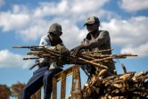 Des ouvriers récoltent de la canne à sucre dans une plantation près d'El Seibo, dans l'est de la République dominicaine, le 27 mars 2023